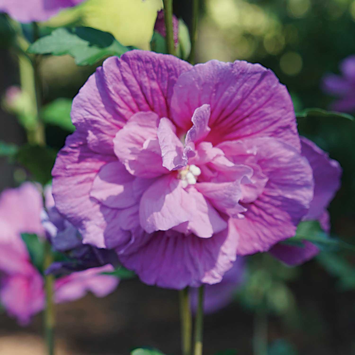 Rose Of Sharon Starblast Pw 2G