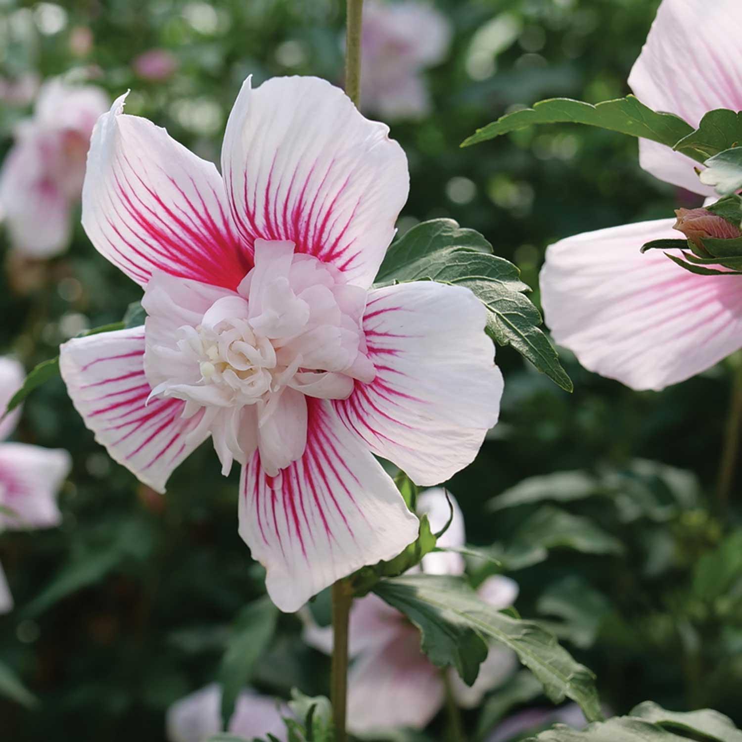 Hortensia Endlesssum Summer Crush 5G