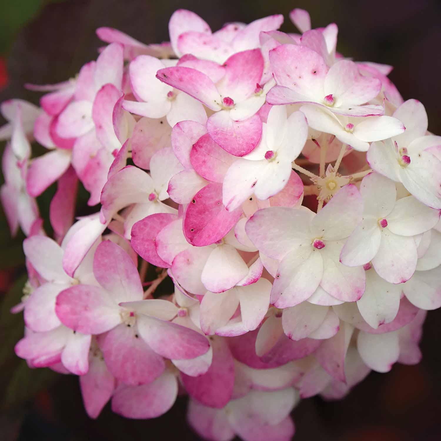Hydrangea Flare Be 2G