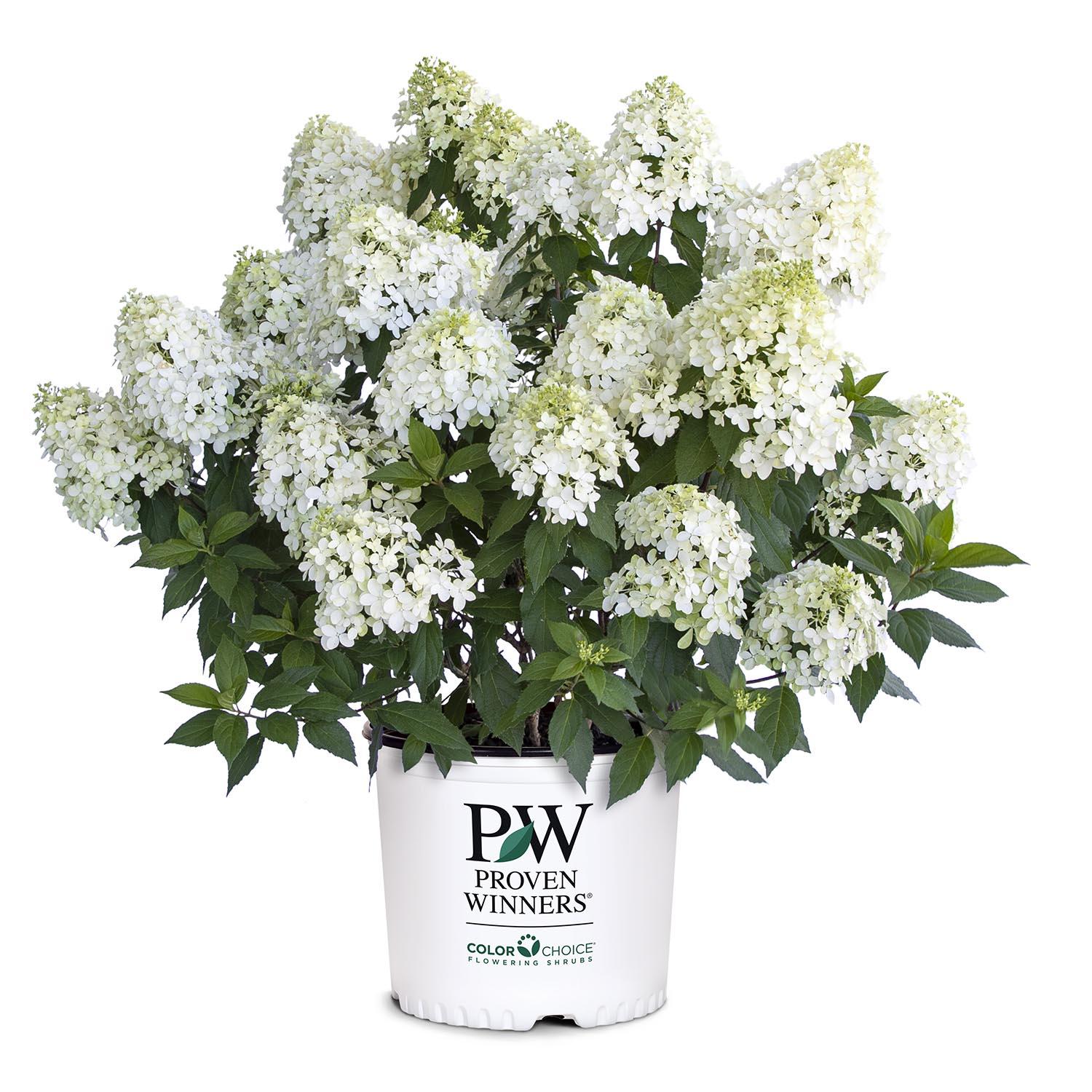 Hydrangea Arriba Pw 2G