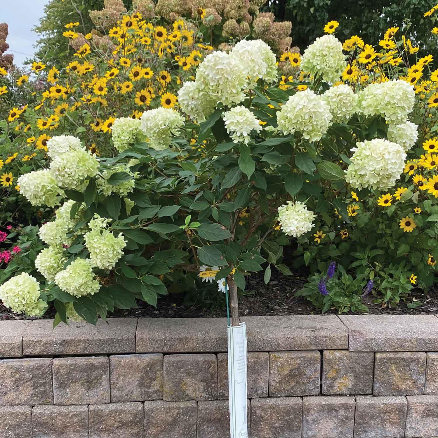 Hydrangea Std Fire Light 5G