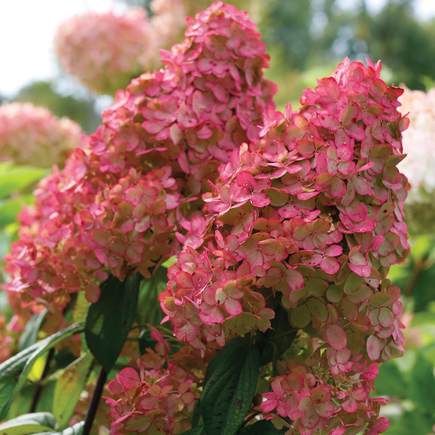 Rose Scarlet 1G