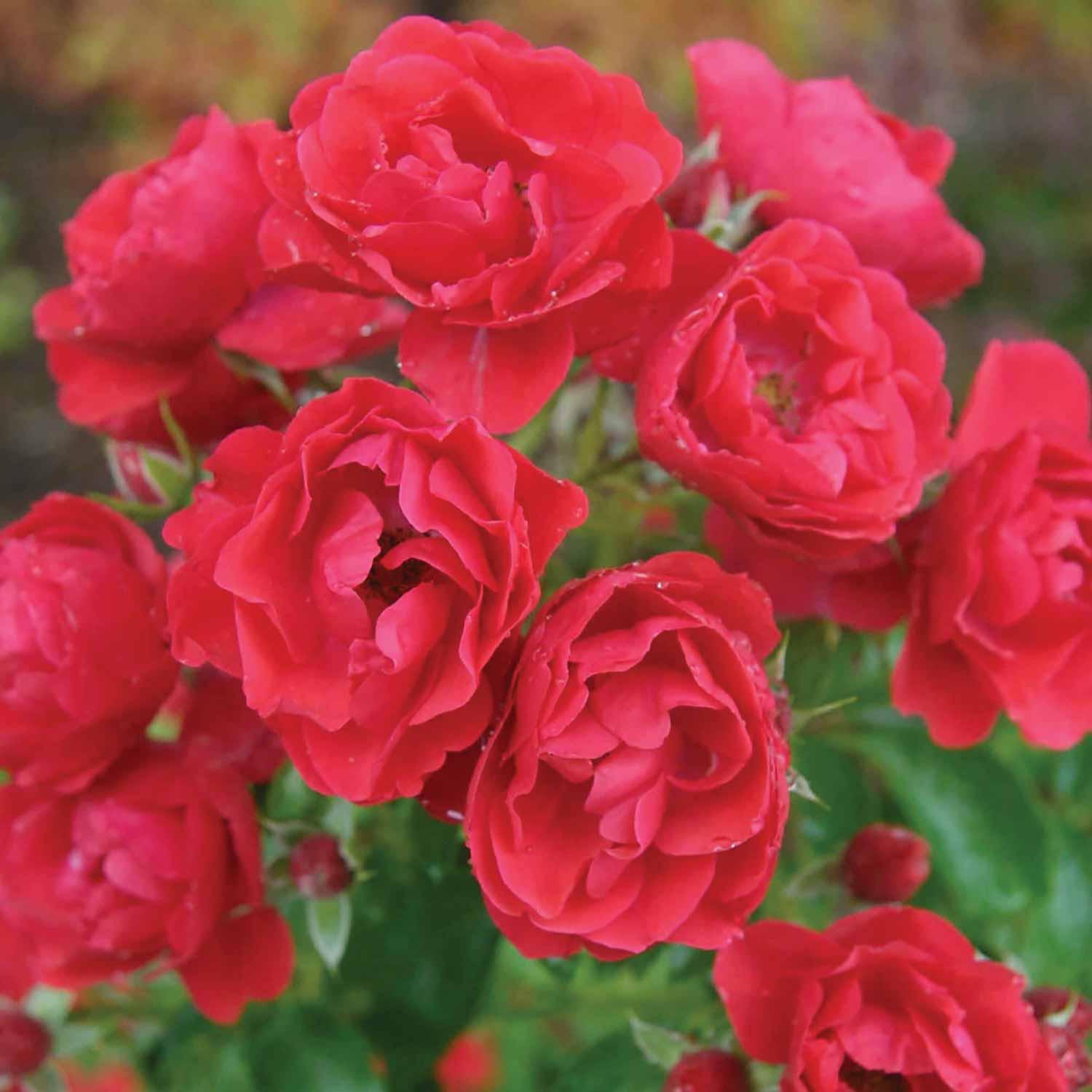 Rose Yellow 1G