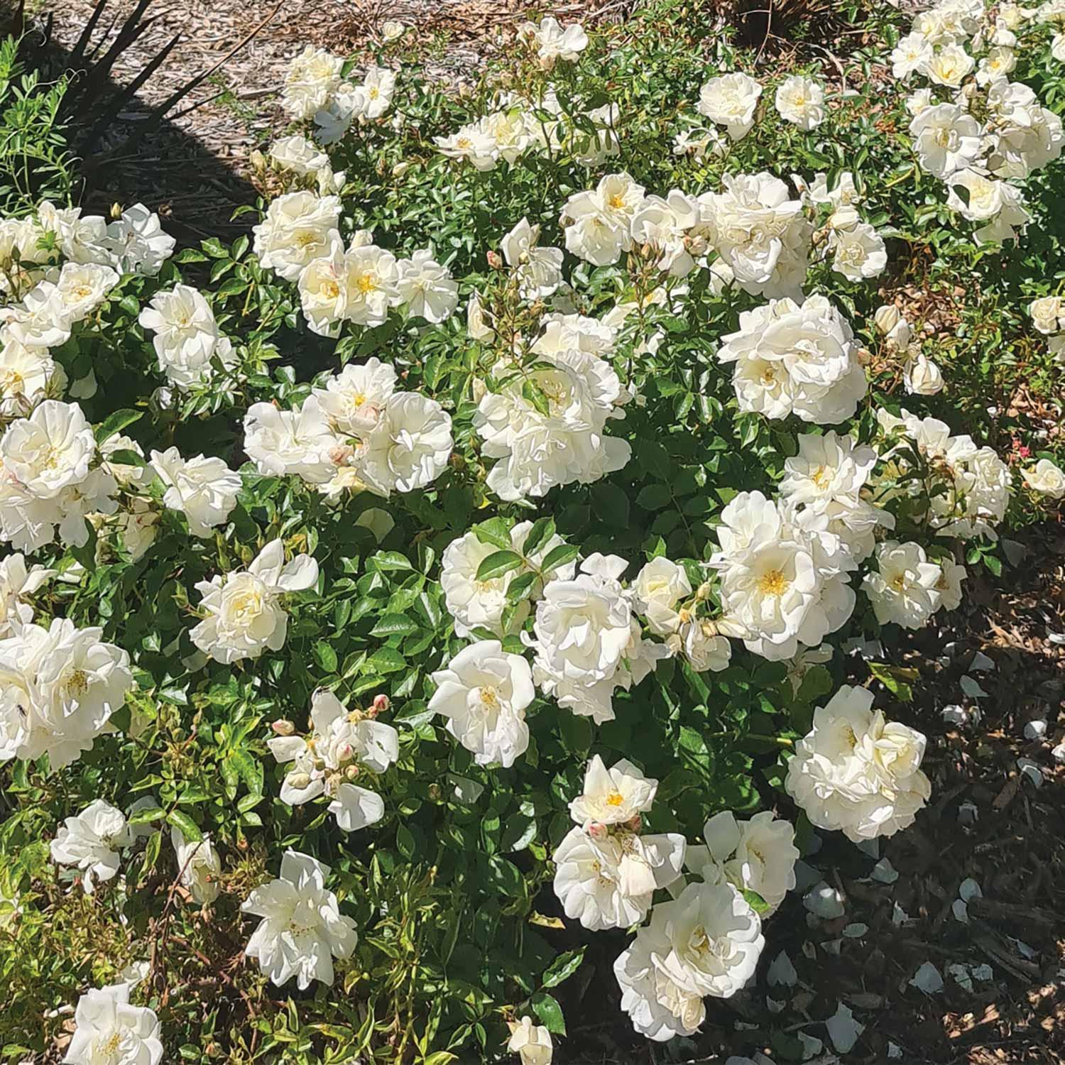 Spirea Double Play Blue Kazoo Pw 2G