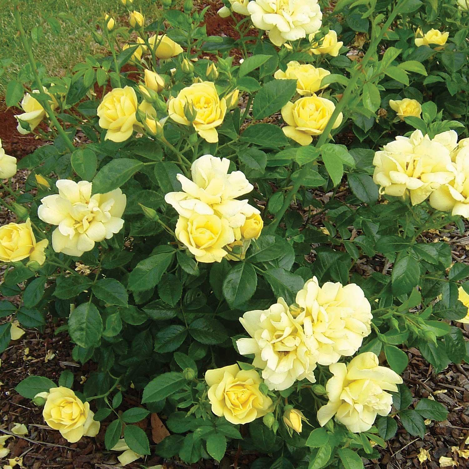 Lilas James Macfarlane 3G