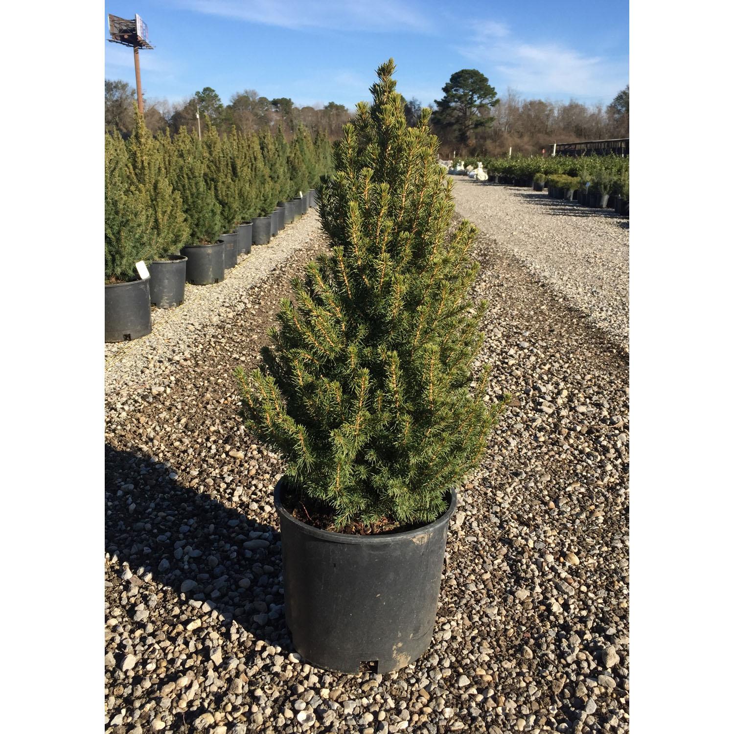 Dwarf Alberta Spruce 5G
