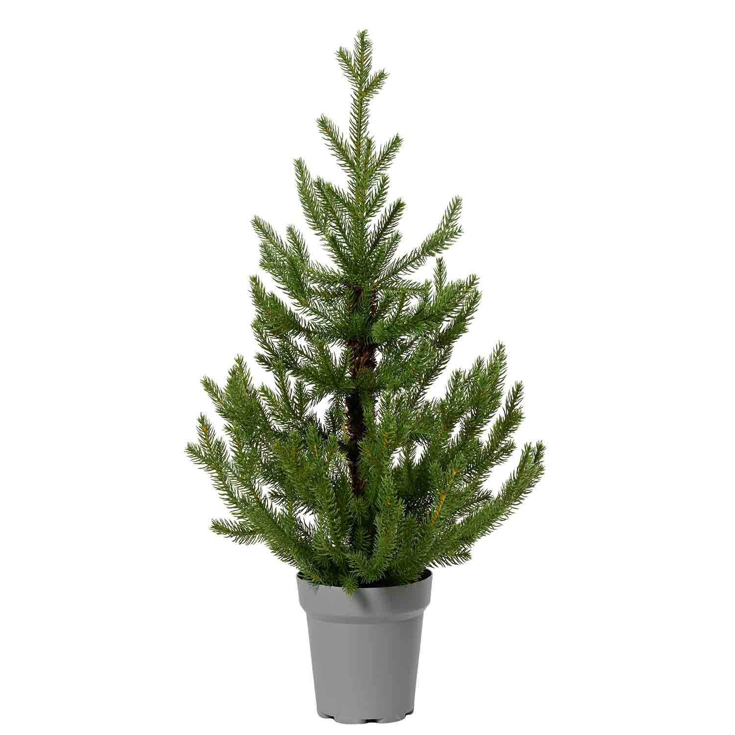 Mini Sapin de Norvège