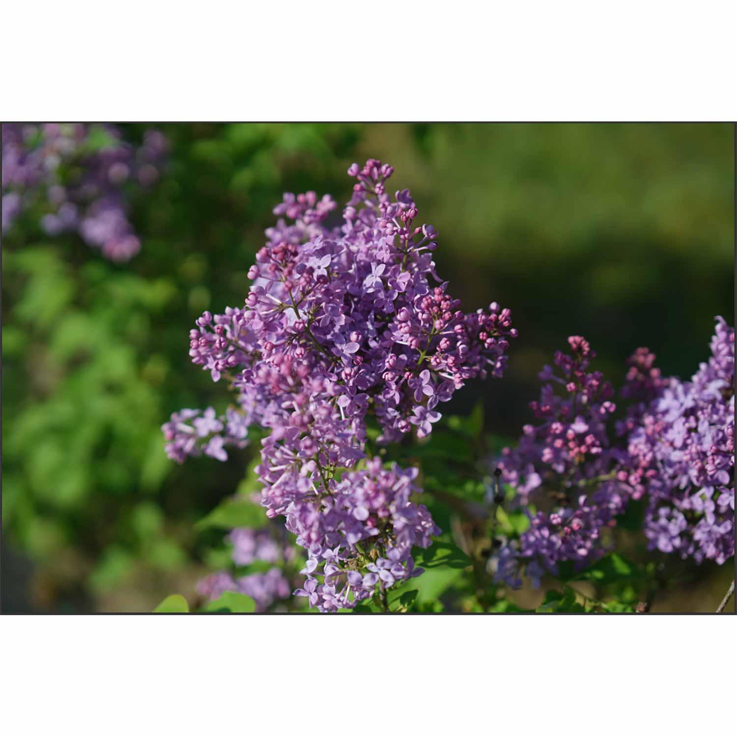 Lilac Dwarf Scentara Pura 2G
