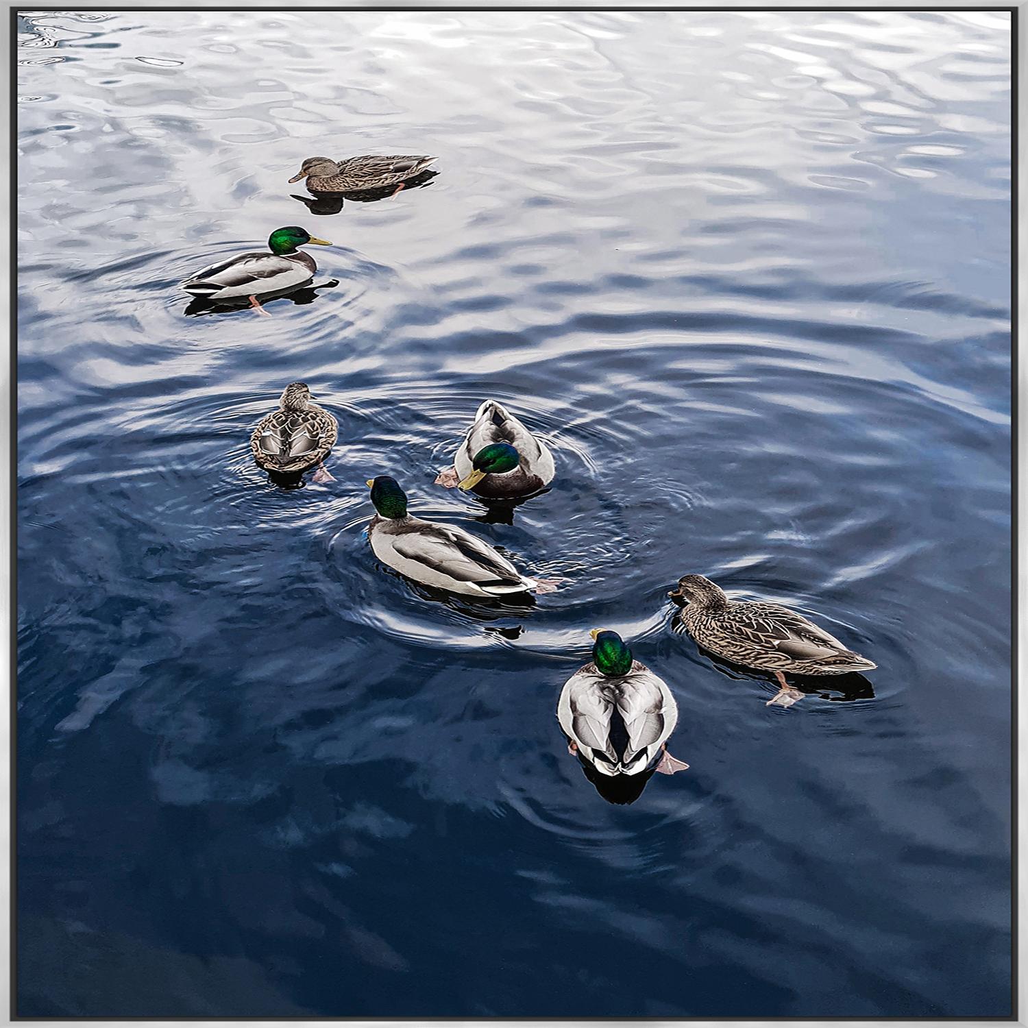 Ducks Swimming Framed Print 24" x 36"