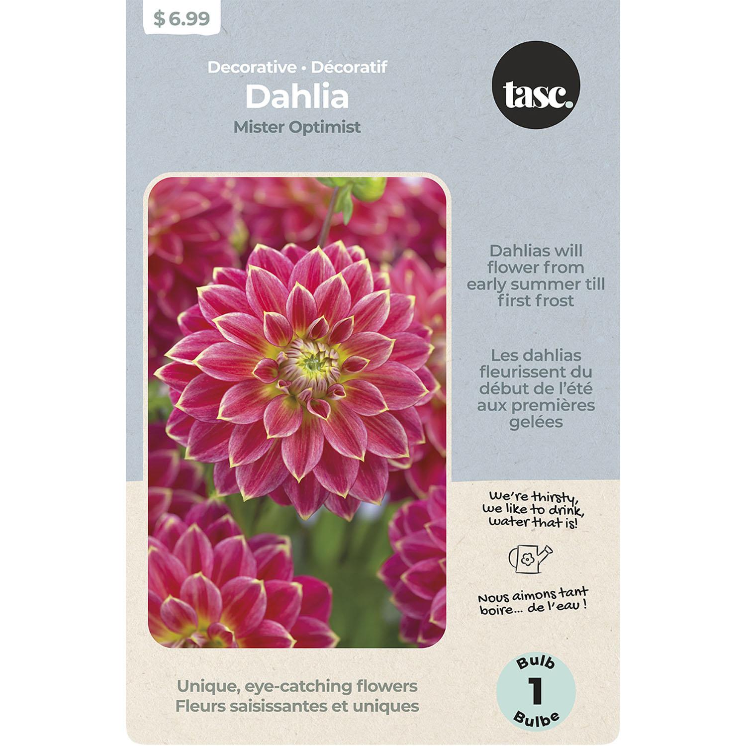 Decorative Dahlia Mister Optimist
