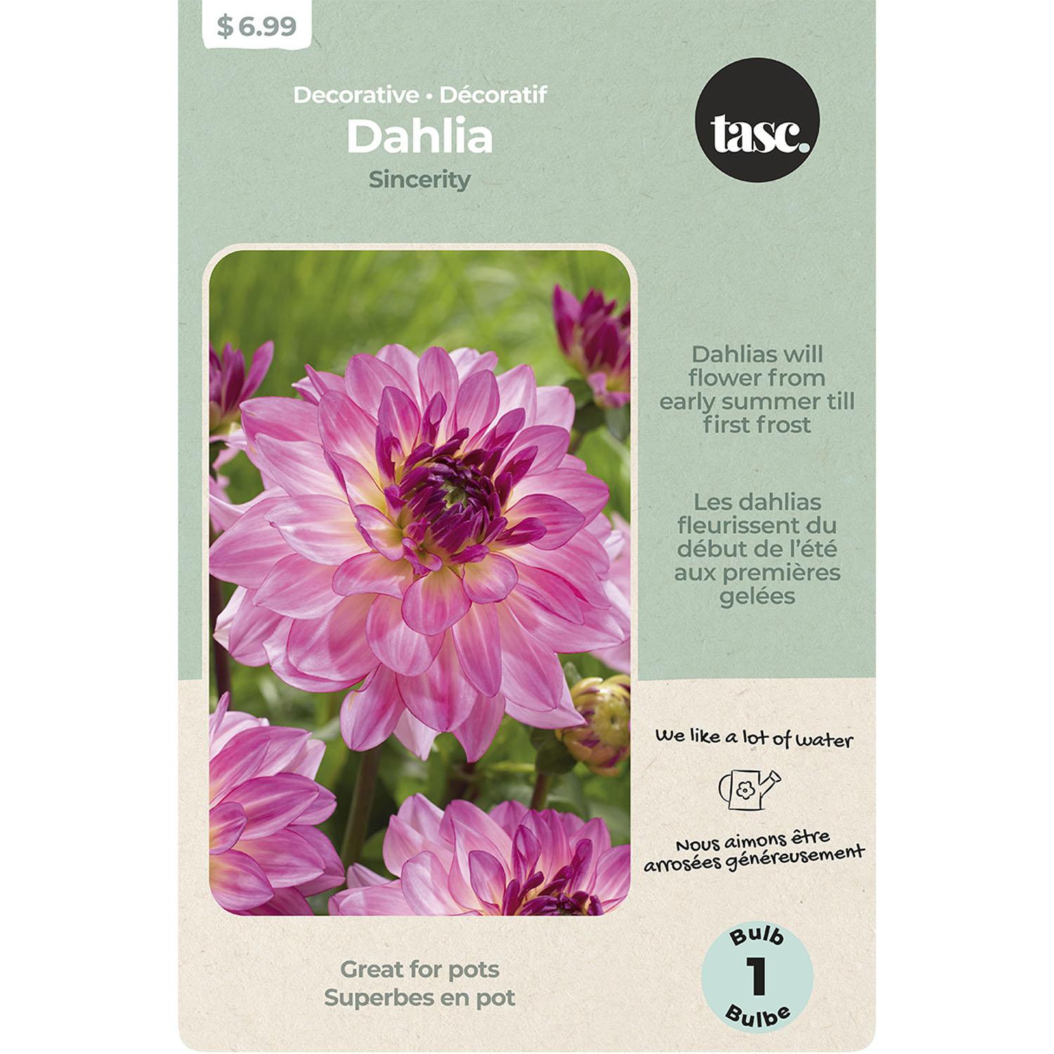 Decorative Dahlia Sincerity