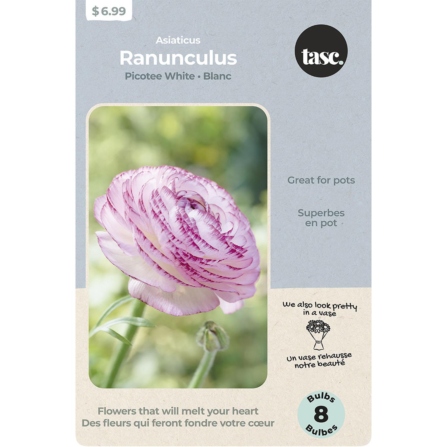 Picotee Ranunculus White