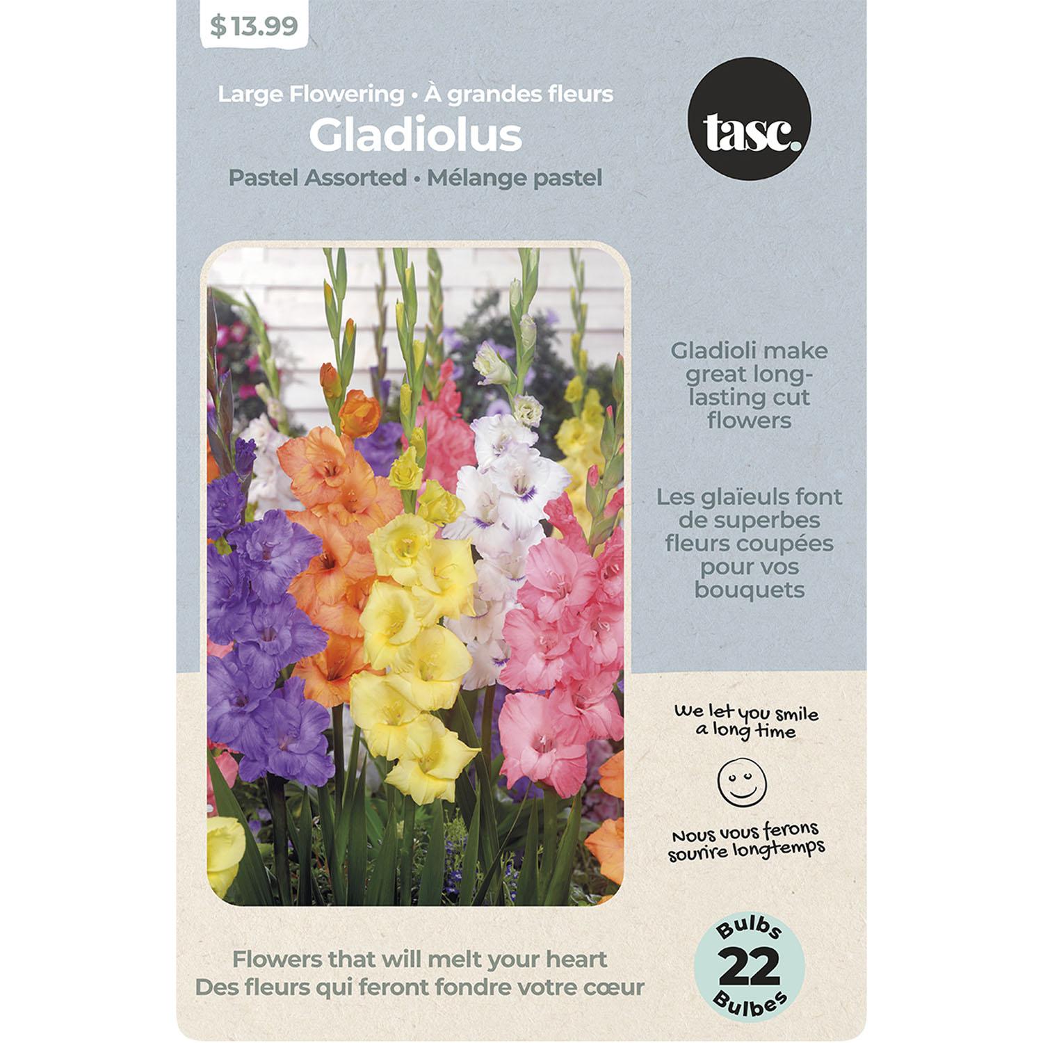 Large Flowering Gladiolus pastel Assorted
