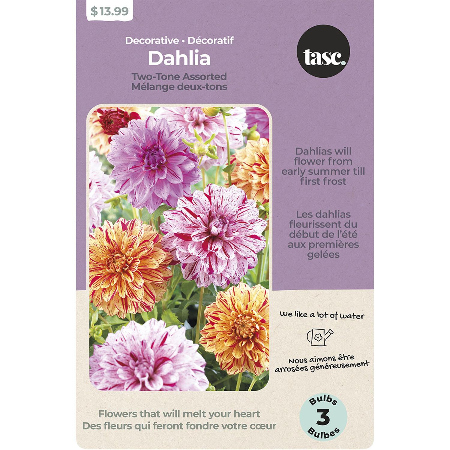 Decorative Dahlia Two Tone Assorted Spring Bulb