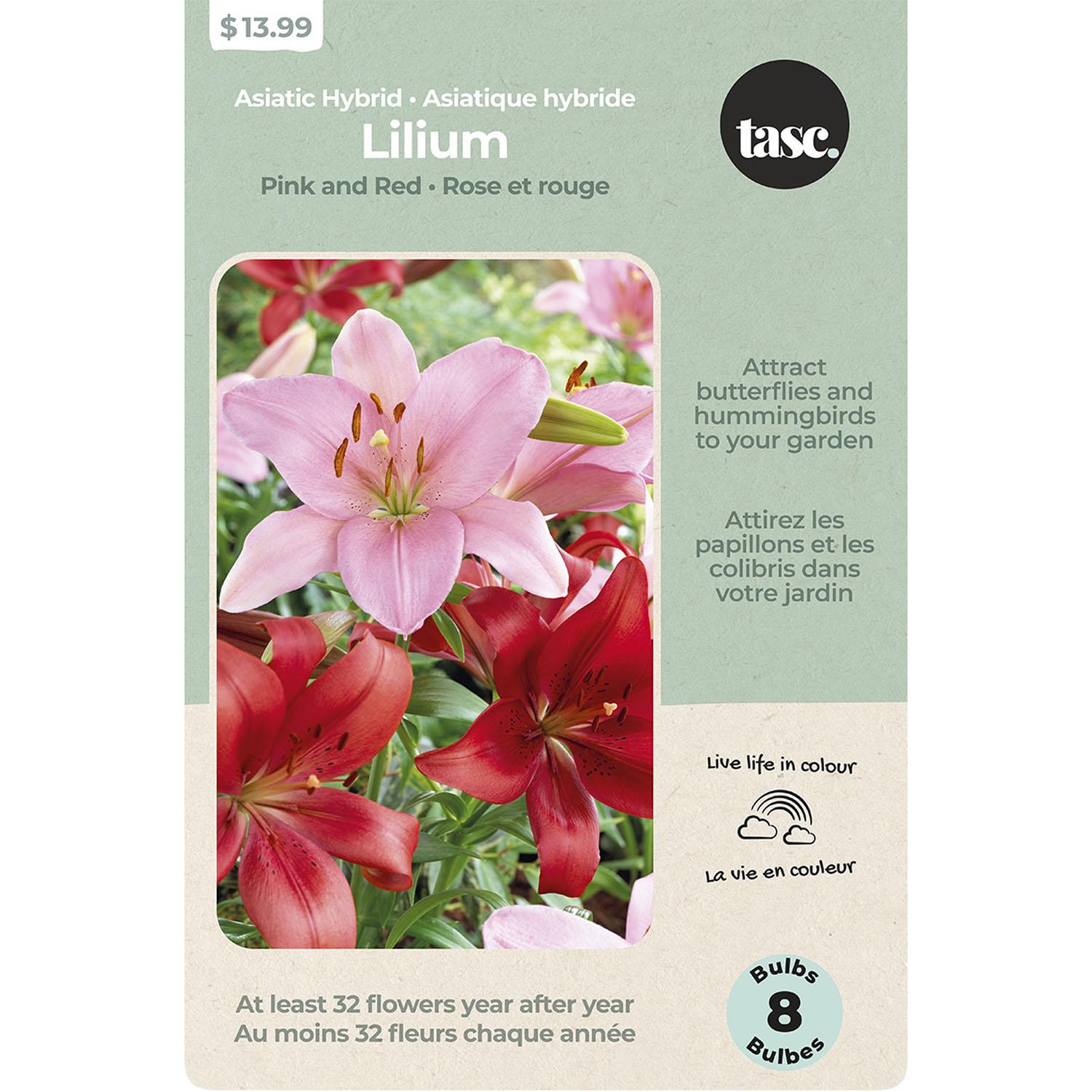 Paniculata Phlox Assorted