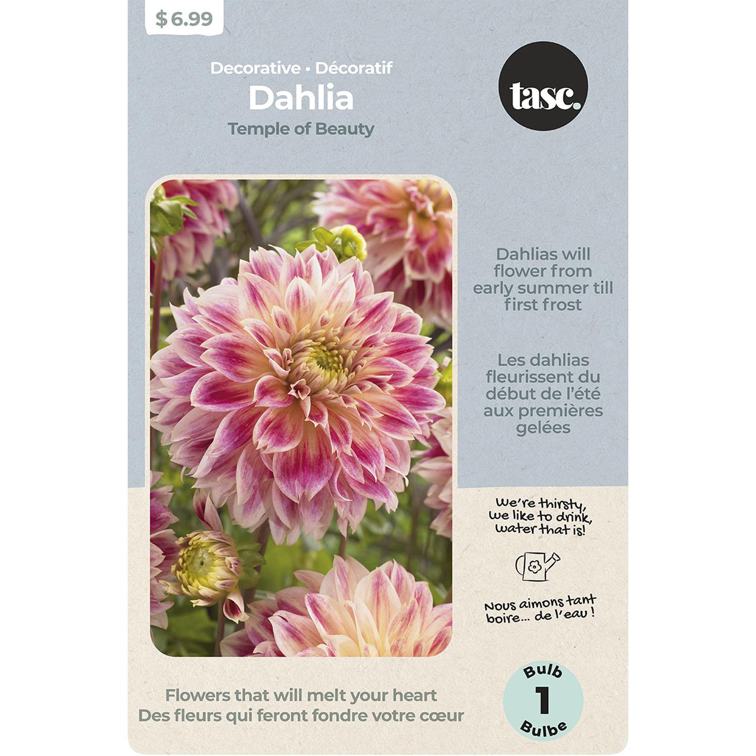Decorative Dahlia Labyrinth Salmon & Pink