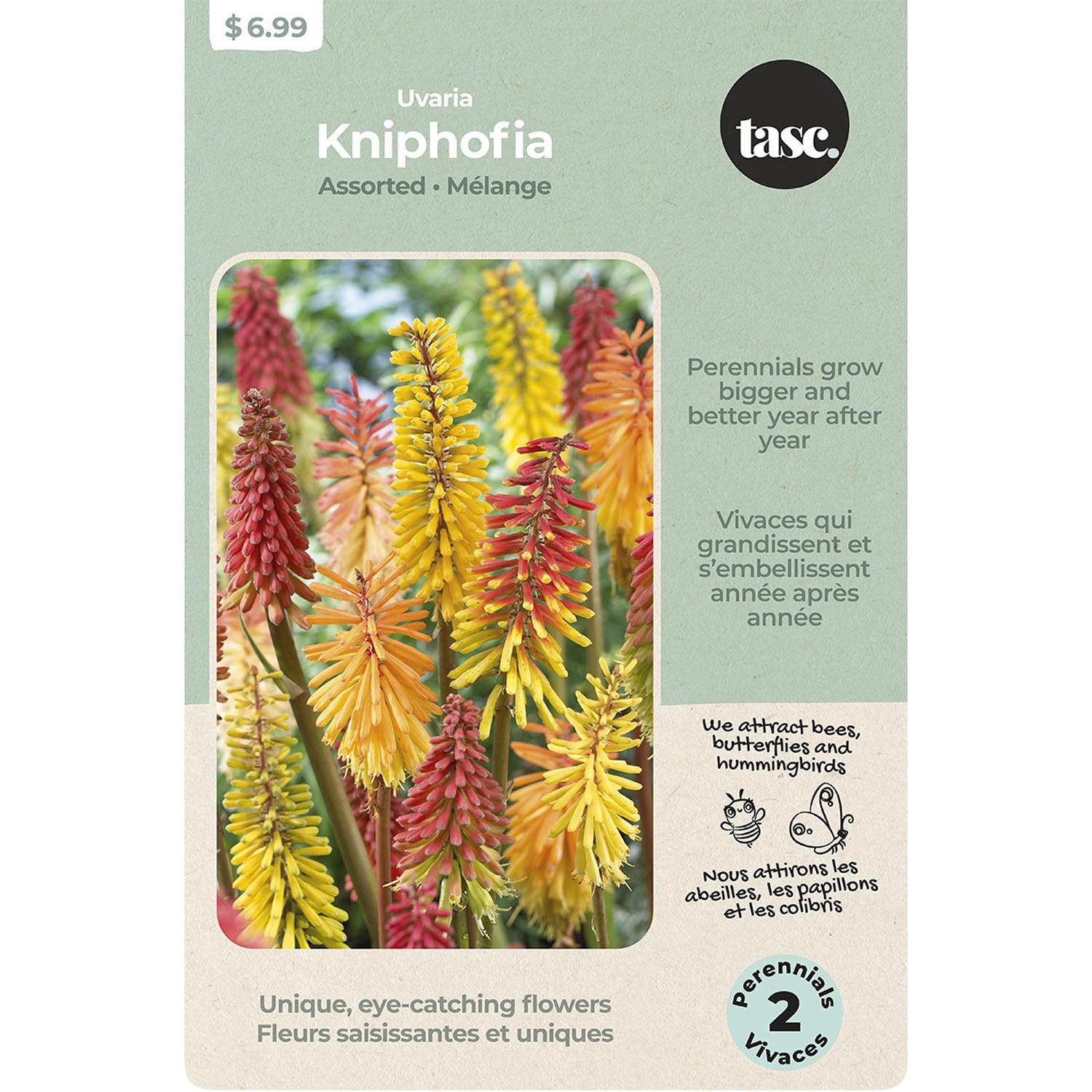 Uvaria Kniphofia Assorted