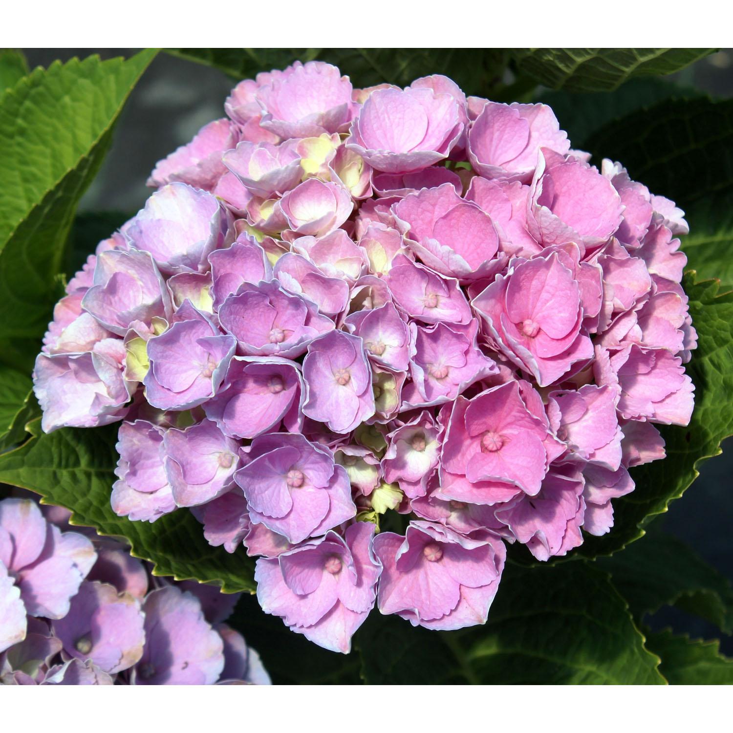 Hydrangea Flowerfull FE 2gallon