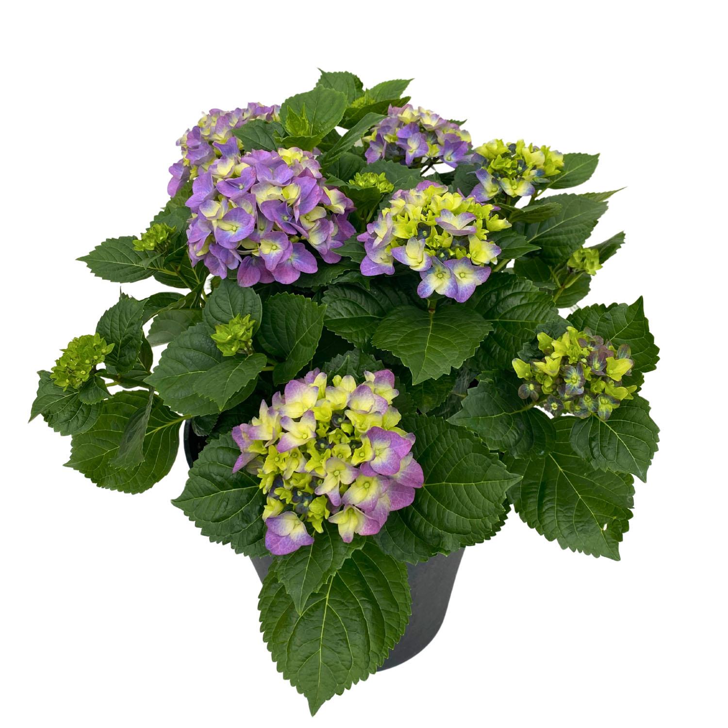 Hydrangea in Déco Pot 10"