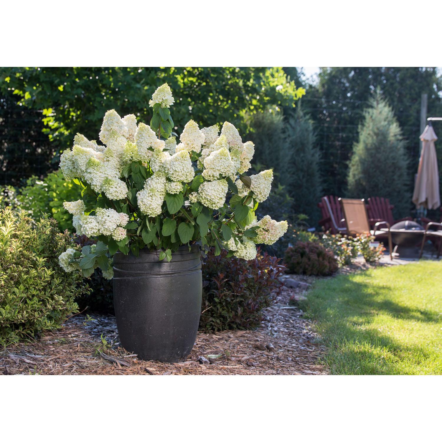 Hydrangea Little Hottie FE 2 gallon