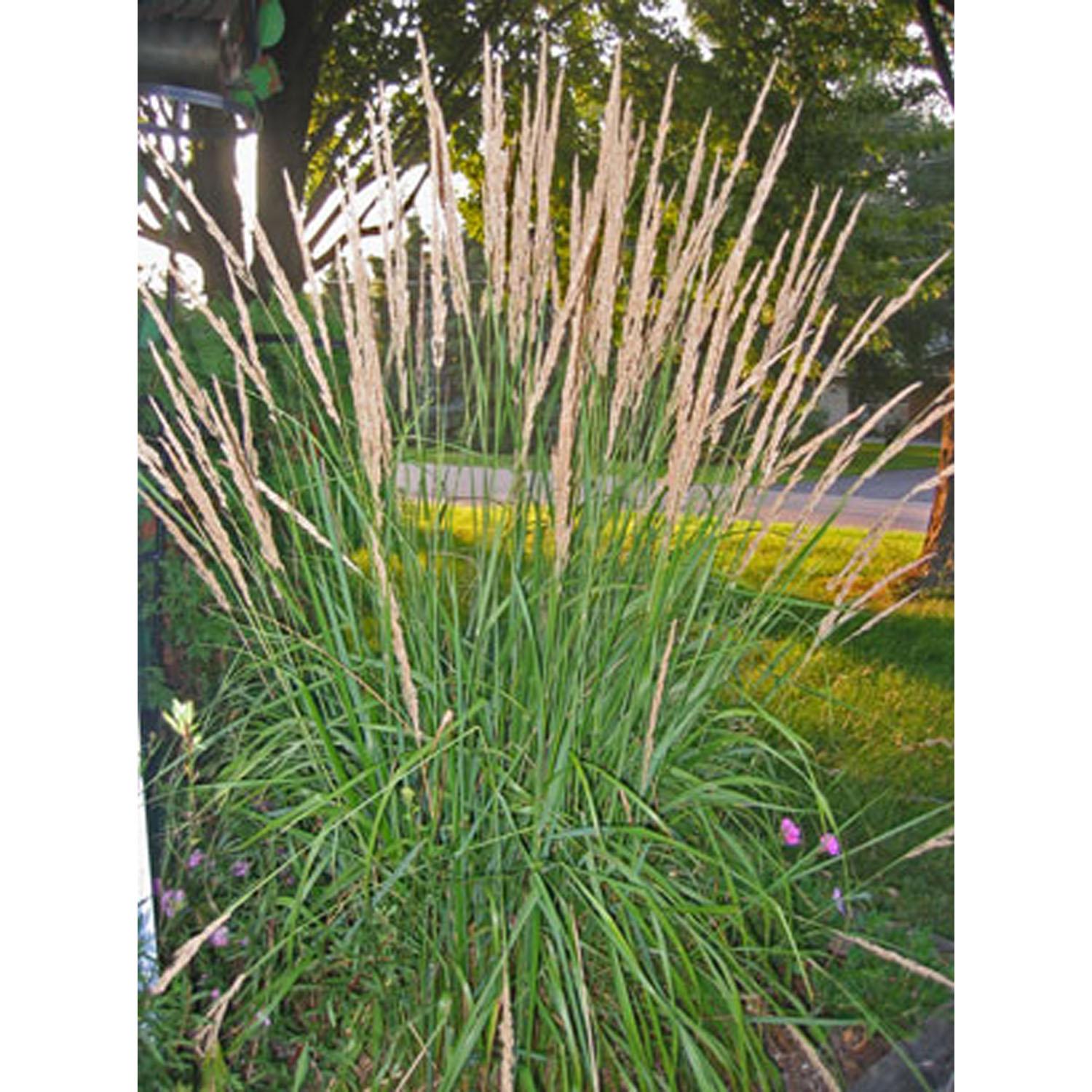 Karl Forster Ornamental Grass 1 Gallon