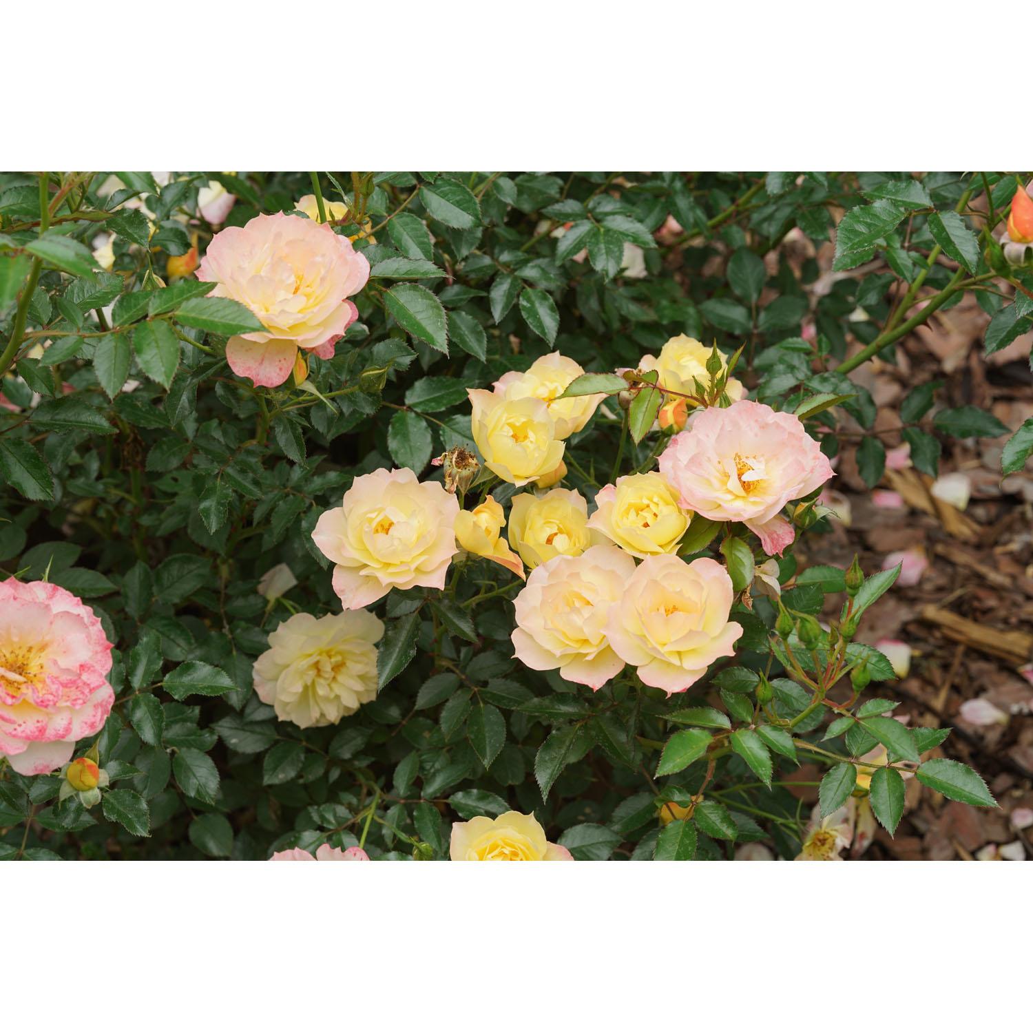 Rosa Oso easy Italian Ice PW 2gallon