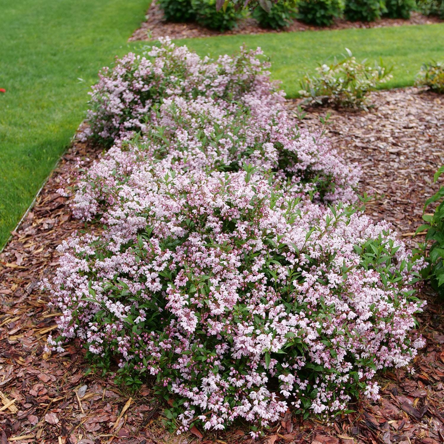 Deutzia/Yuki Kabuki Pw 2G