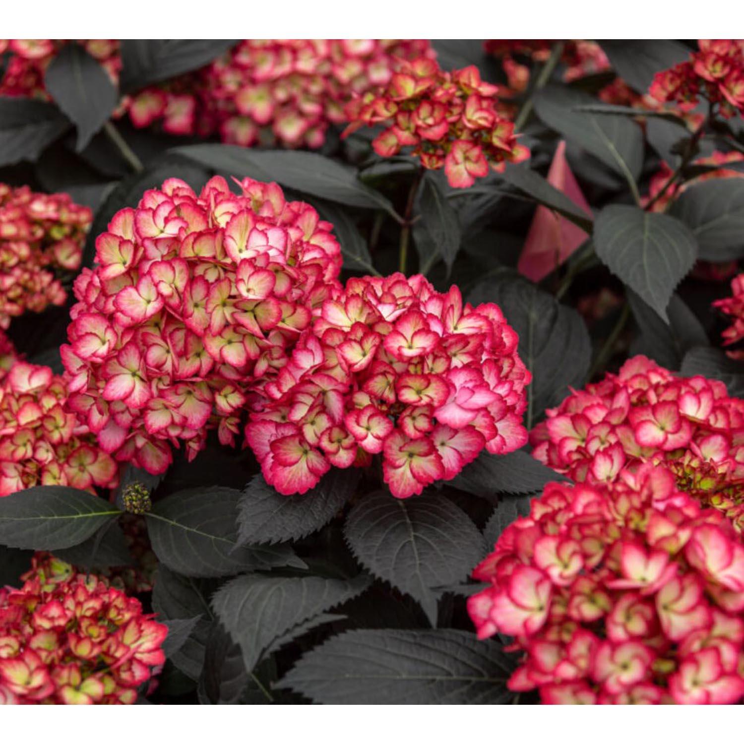 Hydrangea/Eclipse Fe 2G