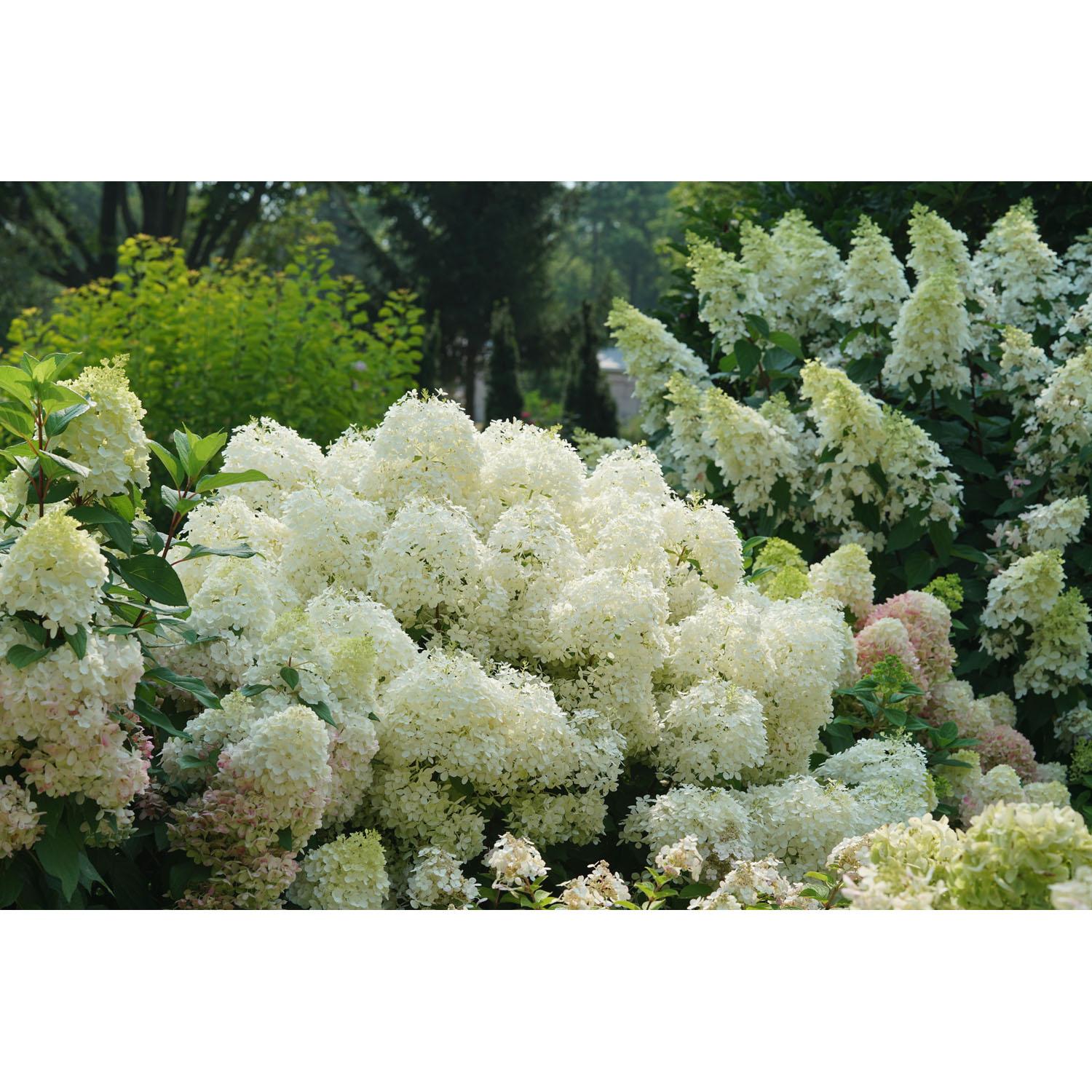 Hydrangea Puffer Fish Pw 2G