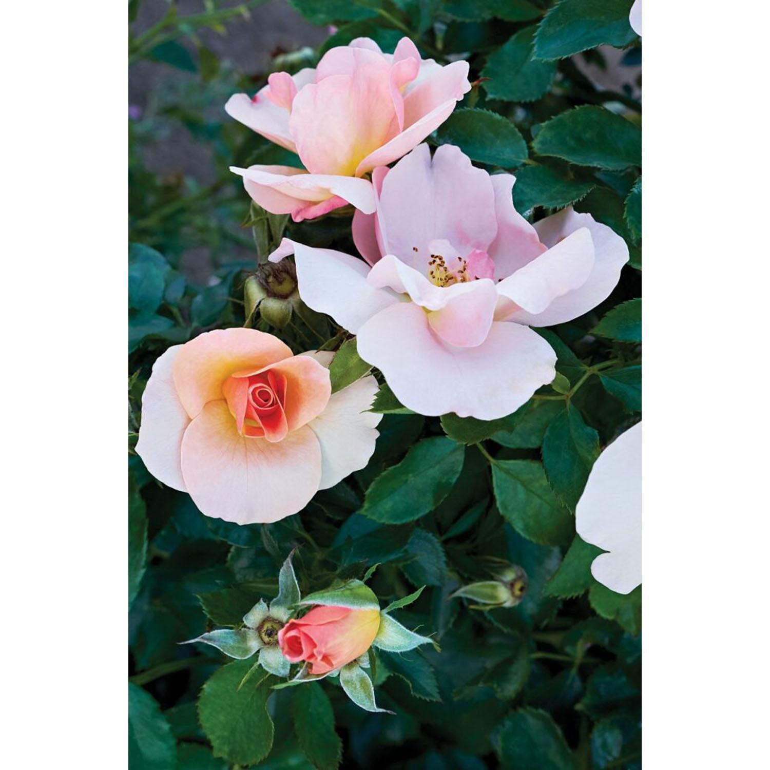 Rosier 49e Parallèle Chinook Sunrise 2 gallons
