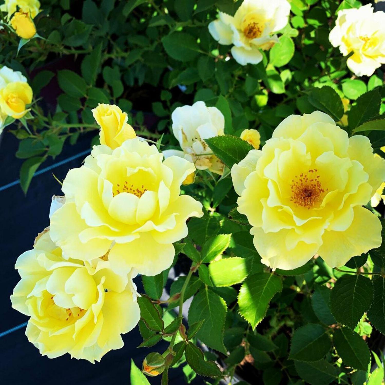 Rosier 49e Parallèle Yukon Sun 2 gallons