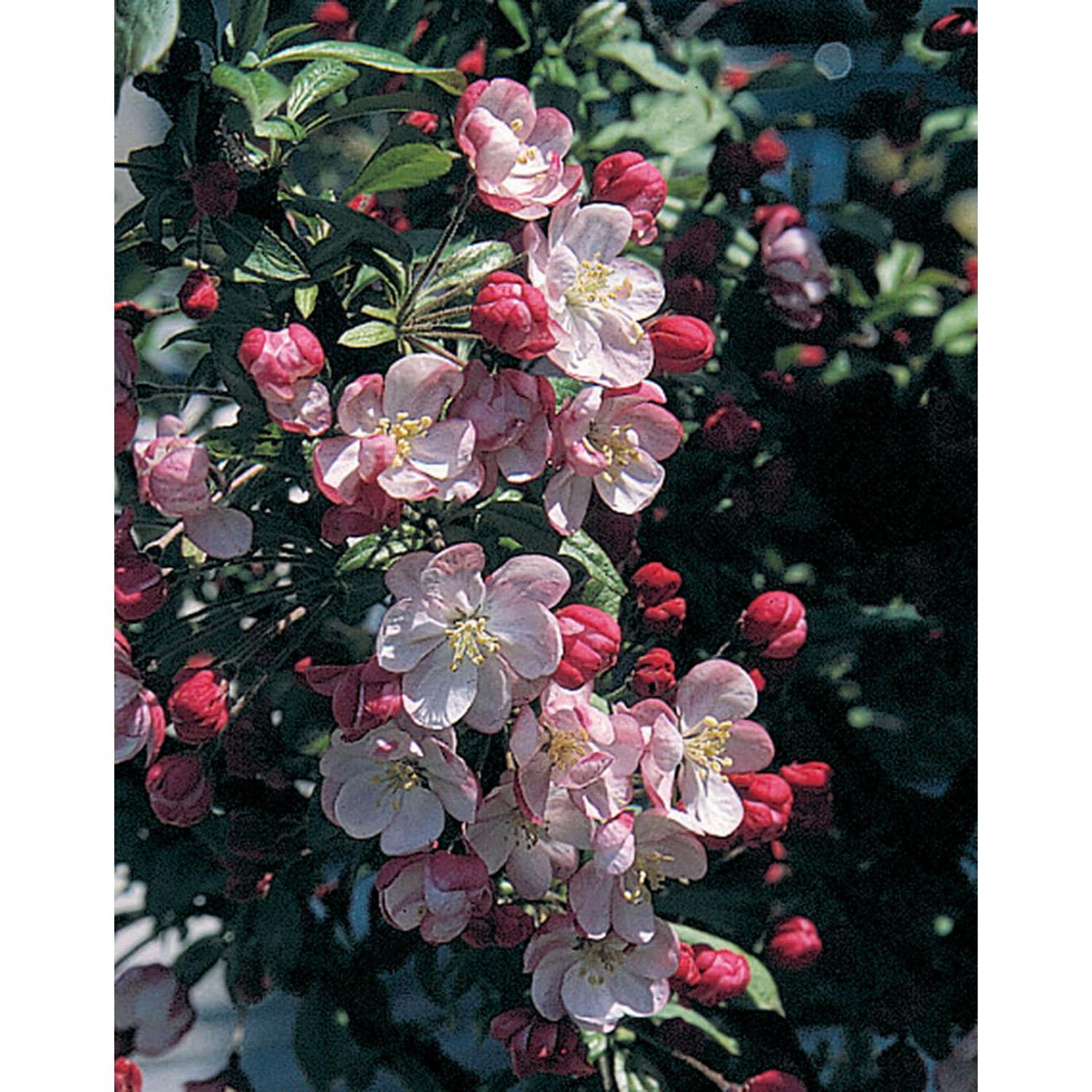Crabtree Coralburst Standard 5G
