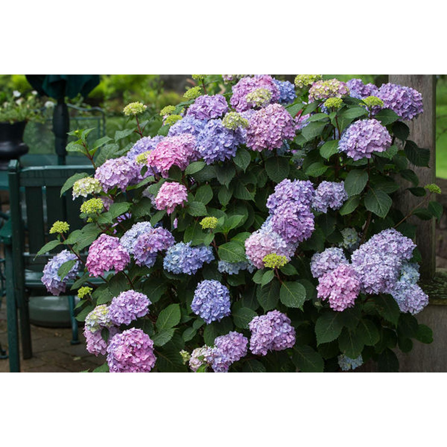 Hortensia/Endsum/Bloomstruck 3 gallons