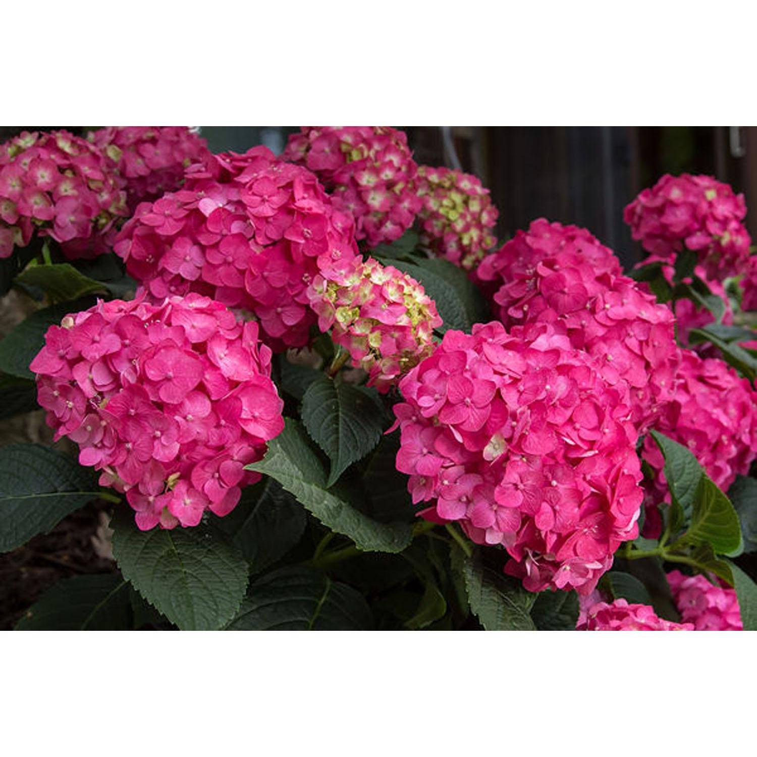 Hortensia/Endsum/Summer Crush 3 gallons