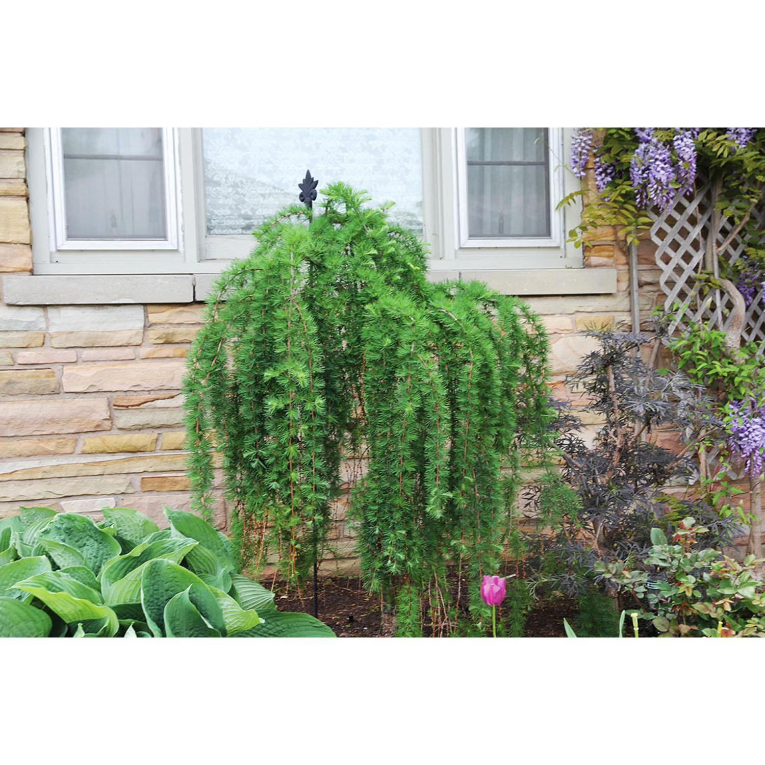 Larch Weeping Standard 7G