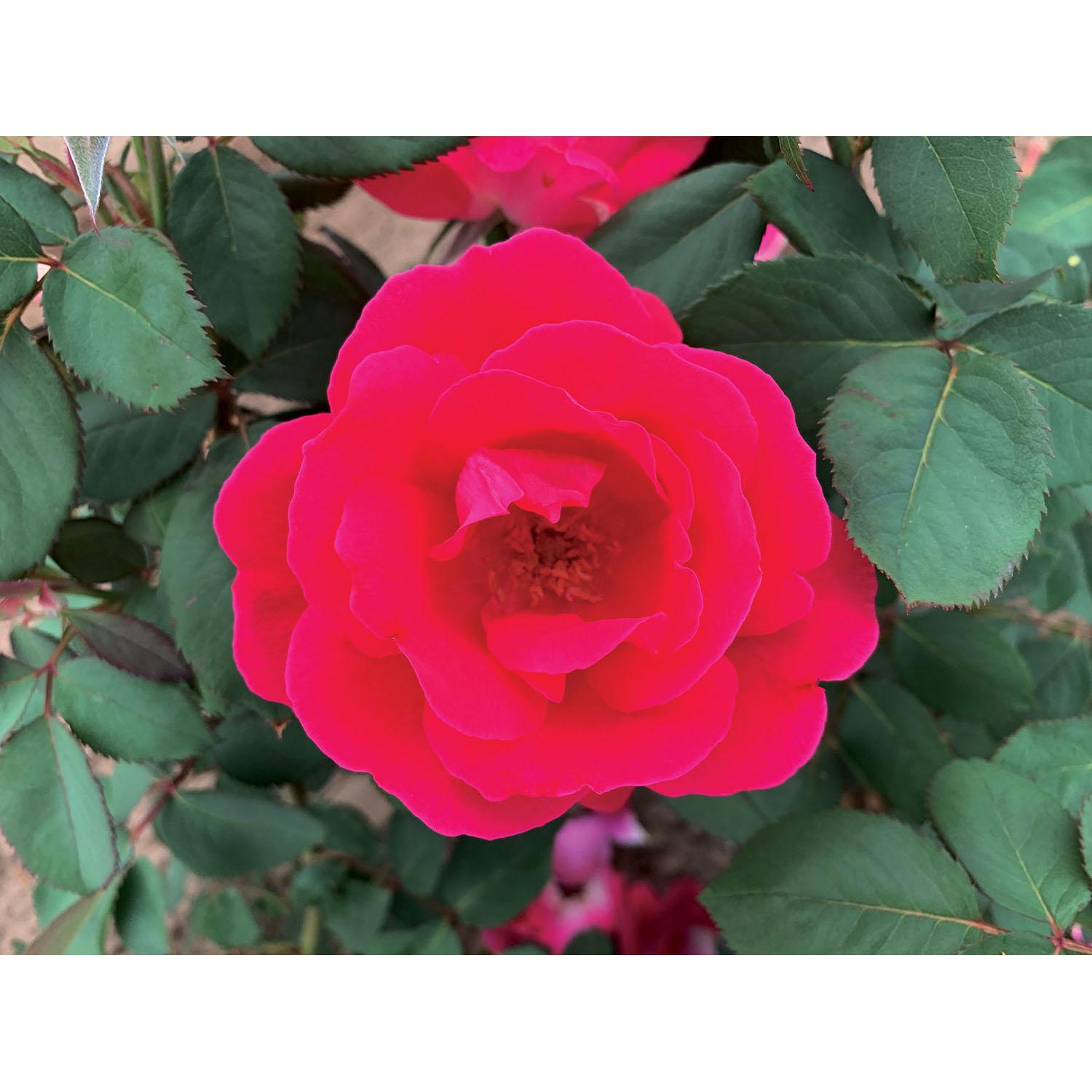 Rose Winnipeg Parks Standard 5G