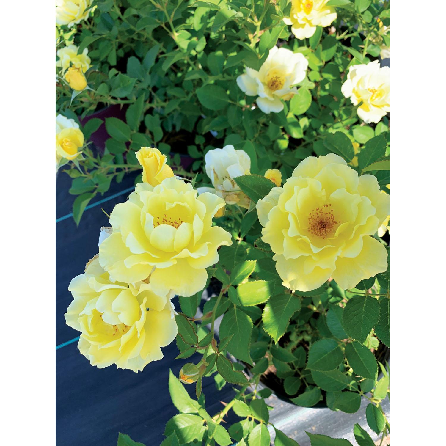 Rose Yukon Sun Standard 5G