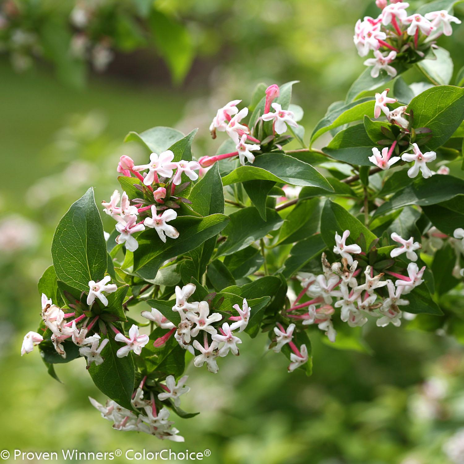 Abelia Mosanensis Sweet Emotion PW 2G