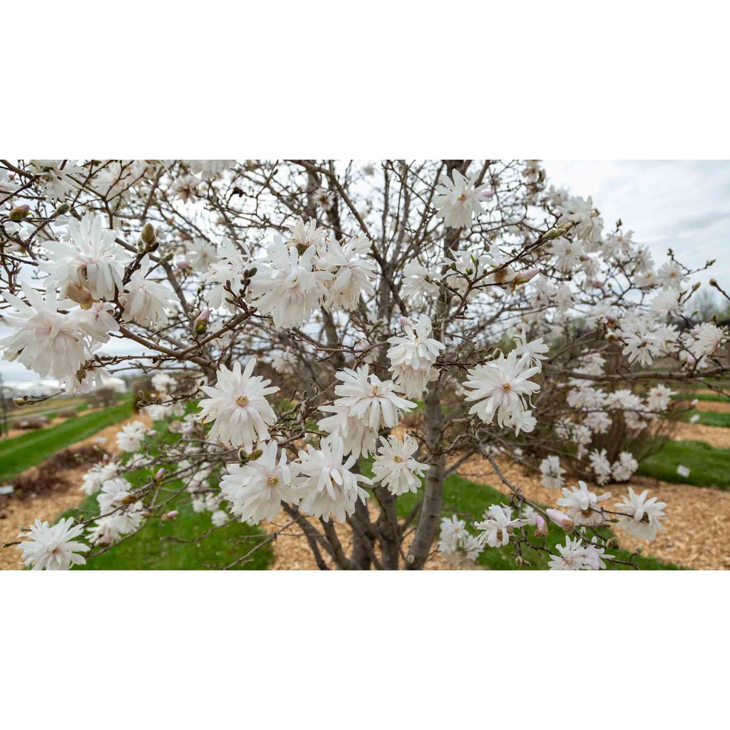 Magnolia Centennial Blush FE 10G