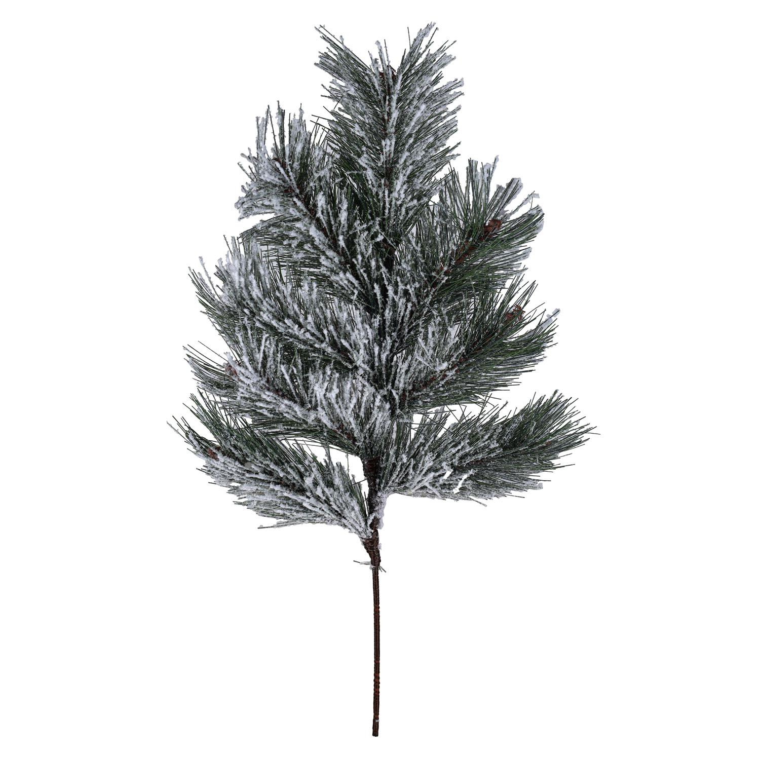 Stem Snowy Pine