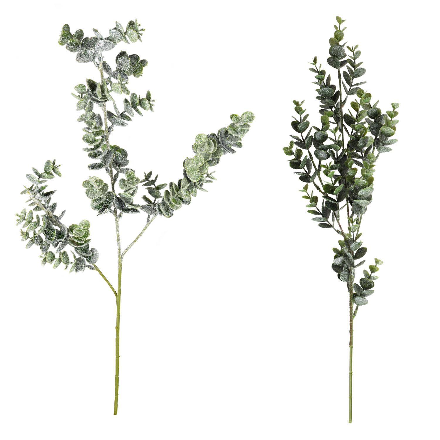 Stem Eucalyptus