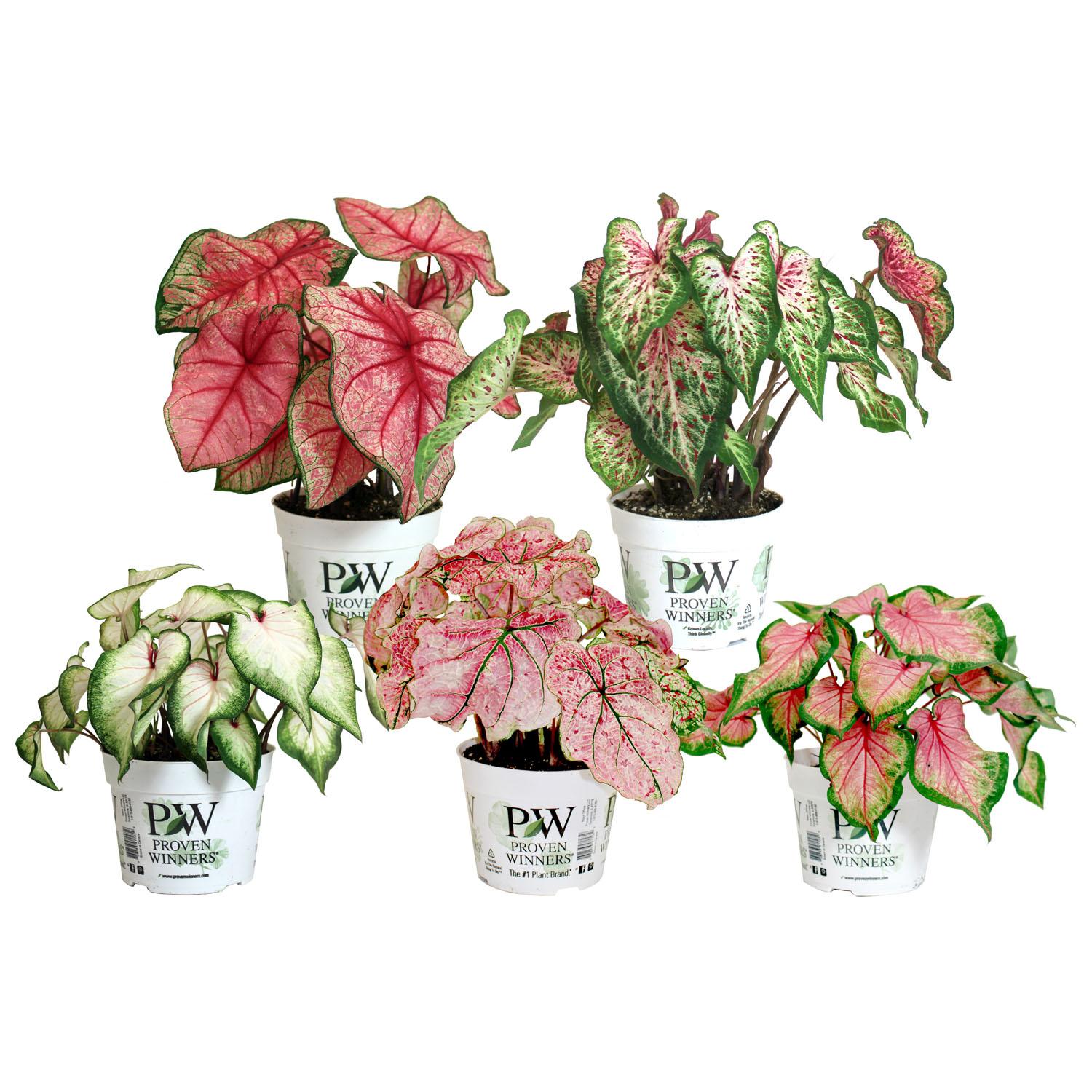 Calladium Assortment PW 6.5"