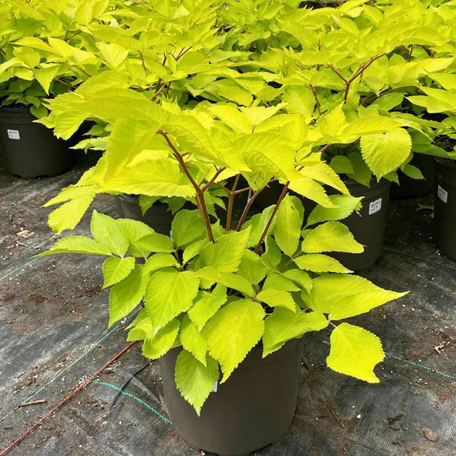 Aralia Sun King 2 gal