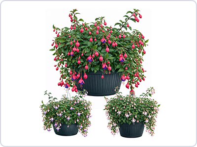 Fuchsia KENT Annual of the Year Image