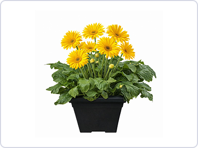 Gerbera Daisy KENT 50th Birthday Plant Image