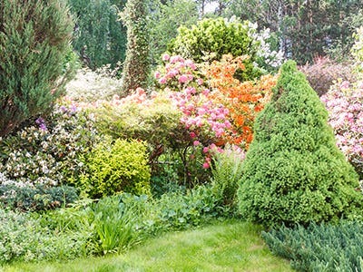 Plants, Trees & Flowers Image
