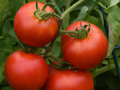 Early Girl Tomato KENT Veggie of the Year Image